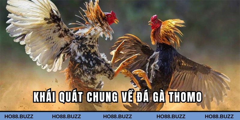 Tổng quan về game đá gà Thomo cực hot