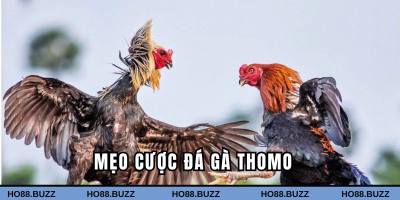 Mẹo cược ăn thưởng đậm cho bet thủ